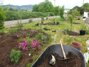 Installing a food forest at Backyard Organics
