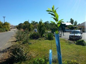 Occupy OG food forest late summer